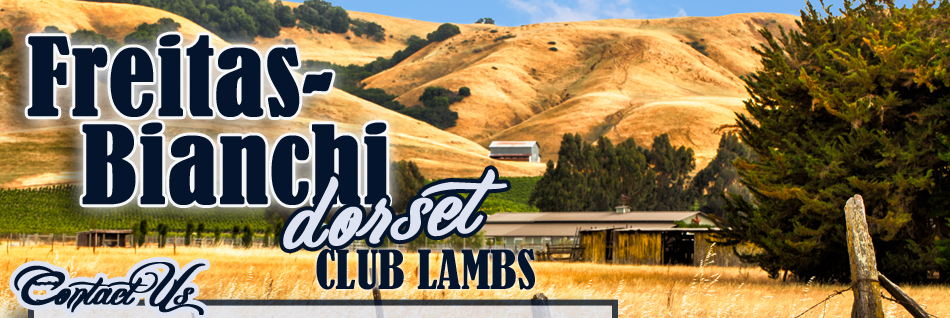 Freitas-Bianchi Dorset Club Lambs